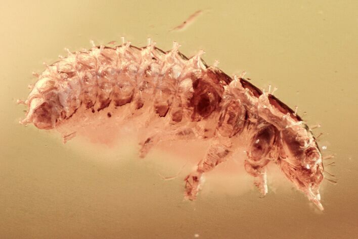 Detailed Fossil Beetle (Chrysomelidae?) Larva in Baltic Amber #335549